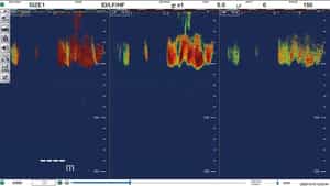 FSS-3BB_Herring_histogramOFF